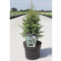 Juniperus communis \'Hibernica\' (Large Plant) - 2 x 3 litre potted juniperus plants