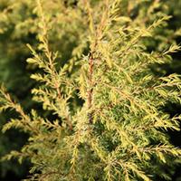 Juniperus communis \'Gold Cone\' (Large Plant) - 2 x 3 litre potted juniperus plants