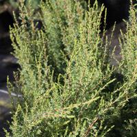 Juniperus communis \'Arnold\' (Large Plant) - 2 x 3 litre potted juniperus plants