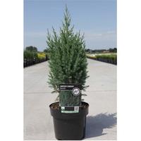 Juniperus chinensis \'Stricta\' (Large Plant) - 2 x 3 litre potted juniperus plants