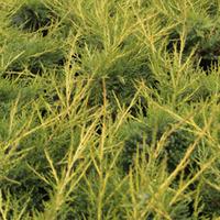 Juniperus chinensis \'Kuriwao Gold\' (Large Plant) - 2 x 3 litre potted juniperus plants