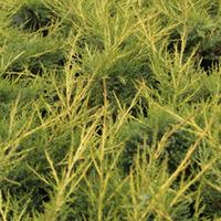 Juniperus chinensis \'Kuriwao Gold\' (Large Plant) - 1 x 7.5 litre potted juniperus plant