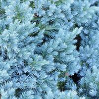 Juniperus chinensis \'Blaauw\' (Large Plant) - 2 x 3 litre potted juniperus plants