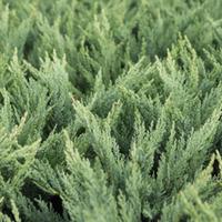 juniperus sabina tamariscifolia large plant 1 x 25 litre potted junipe ...