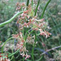Juncus effusus f. spiralis (Marginal Aquatic) - 3 x 9cm potted juncus plants