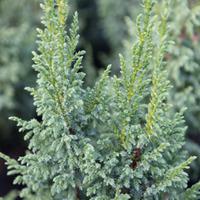 Juniperus squamata \'Loderi\' (Large Plant) - 2 x 3 litre potted juniperus plants