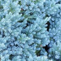 Juniperus chinensis \'Blaauw\' (Large Plant) - 1 plant in 3 litre pot