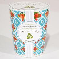 julie dodsworth grow your own ceramic planter spanish daisy