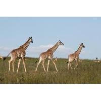 Karen Blixen Museum, Giraffe Center and City Day Tour from Nairobi