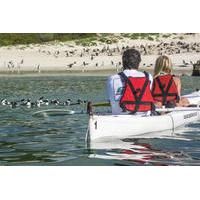 Kayak Trip to the Boulders Penguins from Simon\'s Town