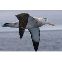 kaikoura albatross encounter tour from christchurch