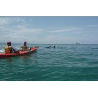 Kayaking with Dolphins in Byron Bay