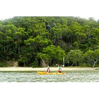 kayak and bushwalking day tour from the gold coast including currumbin ...