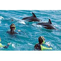 Kaikoura Swim with Dolphins Tour from Christchurch