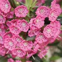 Kalmia angustifolia Rubra (Mountain Laurel) - 2 x 15cm potted kalmia plants