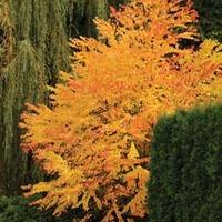 Katsura tree (Large Plant) - 2 x...