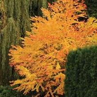 Katsura Tree - 1 x 9cm potted katsura plant