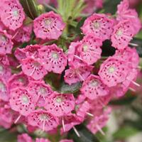 Kalmia angustifolia Rubra (Mountain Laurel) - 1 kalmia plant in 15cm pot