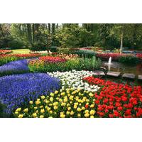 Keukenhof Gardens and Tulip Fields Tour from Amsterdam