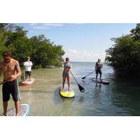 Key West Mangrove Eco Tour by Paddleboard