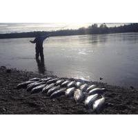 Kenai River Alaska Fishing Charter