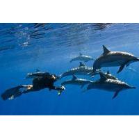 Kealakekua Bay Snorkel and Wild Dolphin Swim
