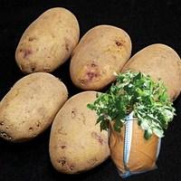 kestrel seed potatoes 2kg plus 4 patio planters