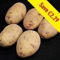kestrel seed potatoes 2kg