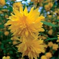 Kerria Japonica Pleniflora 1 Plant 3 Litre