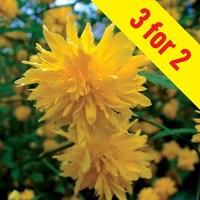 kerria japonica pleniflora 3 plants 9cm pot