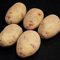 kestrel seed potatoes 1kg