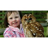 Kids Introduction for Two to Birds of Prey