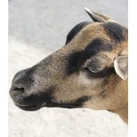 Kid Goat