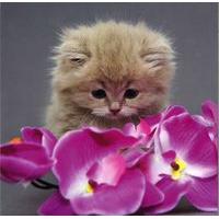 Kitten with purple lillies blank card