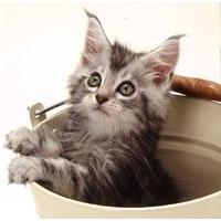 kitten in a bucket blank card