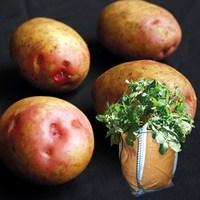King Edward Seed Potatoes (2kg) plus 4 patio planters