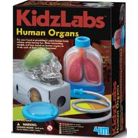 Kidz Labs Human Organs