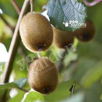 Kiwi \'Solissimo\' self-fertile plant in 9cm pot