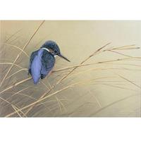 Kingfisher on Reeds - Pack of 5 Cards