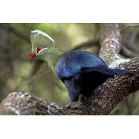 Knysna Forest Day Trip