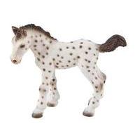 knabstrupper foal