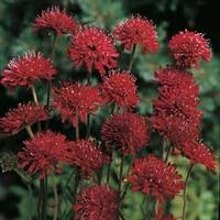 Knautia macedonica - 1 packet (50 knautia macedonica seeds)