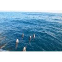 kona shore excursion wild dolphin reefs sea caves kealakekua bay snork ...