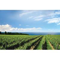 Konzelmann Estate Winery Tour and Tasting in Niagara-on-the-Lake