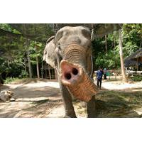 Koh Samui Island Safari and Elephant Ride