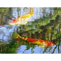 Koi Carp - 1000 Piece Jigsaw Puzzle