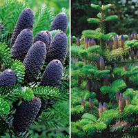 Korean Fir - 1 bare root Korean Fir plant