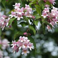 Kolkwitzia amabilis (Large Plant) - 1 plant in 3.5 litre pot