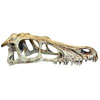 komodo raptor skull large