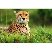 Kruger National Park Overnight Guided Safari Tour from Johannesburg